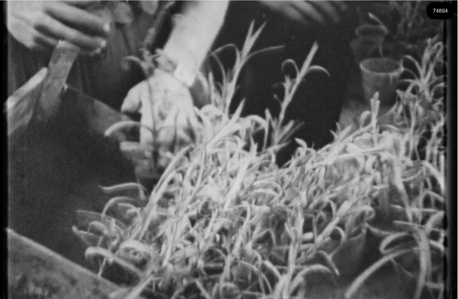 16mm b&w film shot in camp Westerbork in 1944, today known as Westerbork film, public domain