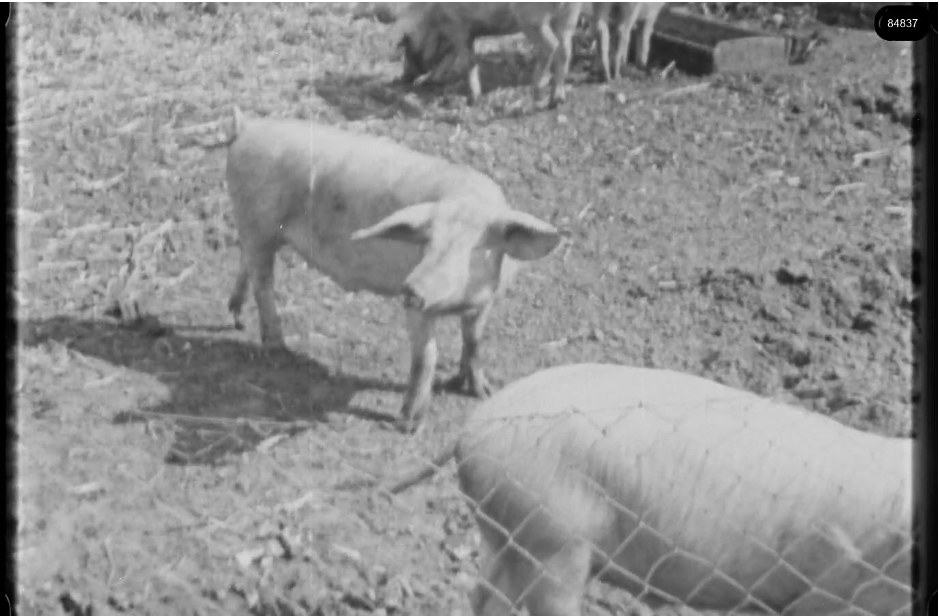 16mm b&w film shot in camp Westerbork in 1944, today known as Westerbork film, public domain