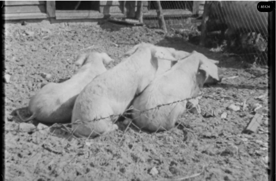 16mm b&w film shot in camp Westerbork in 1944, today known as Westerbork film, public domain