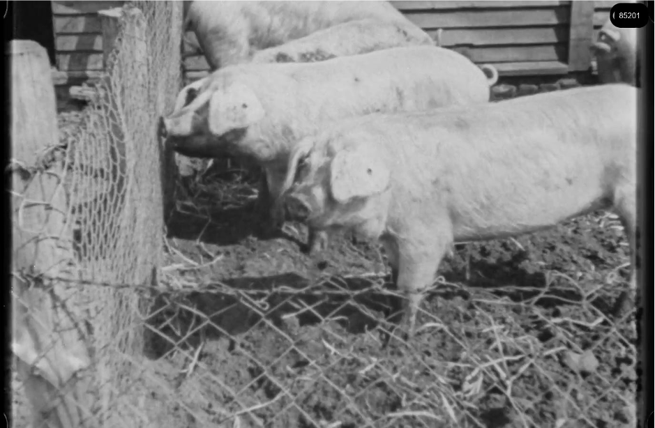 16mm b&w film shot in camp Westerbork in 1944, today known as Westerbork film, public domain
