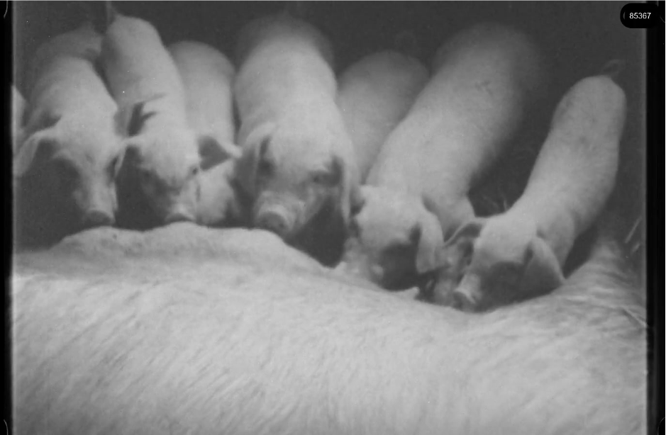 16mm b&w film shot in camp Westerbork in 1944, today known as Westerbork film, public domain