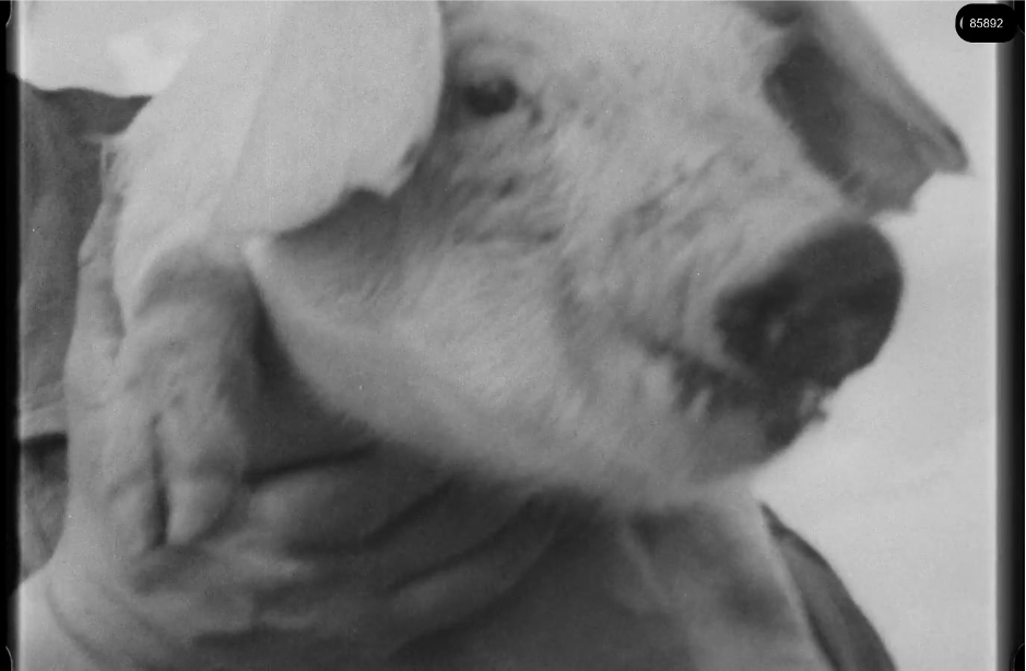 16mm b&w film shot in camp Westerbork in 1944, today known as Westerbork film, public domain