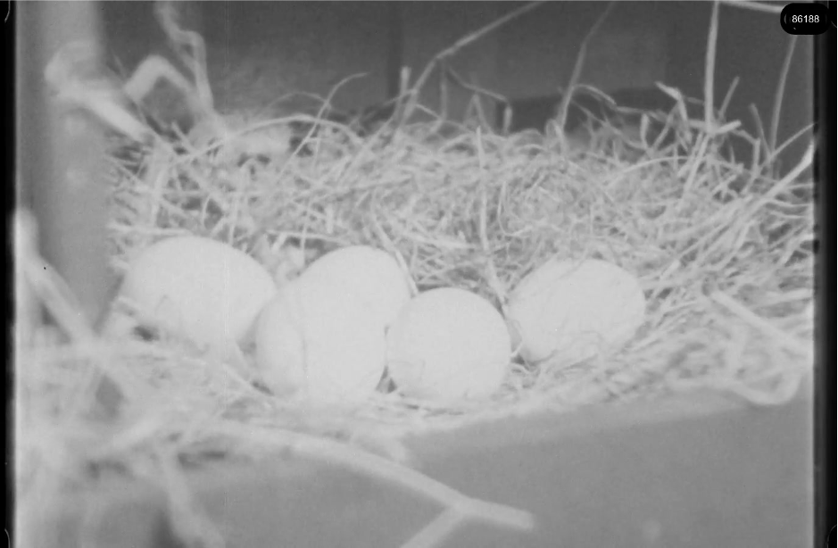 16mm b&w film shot in camp Westerbork in 1944, today known as Westerbork film, public domain