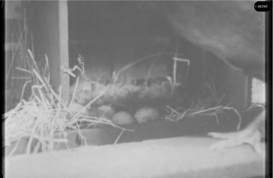 16mm b&w film shot in camp Westerbork in 1944, today known as Westerbork film, public domain