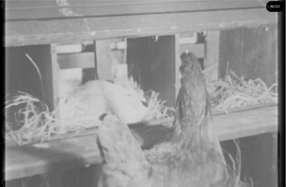 16mm b&w film shot in camp Westerbork in 1944, today known as Westerbork film, public domain