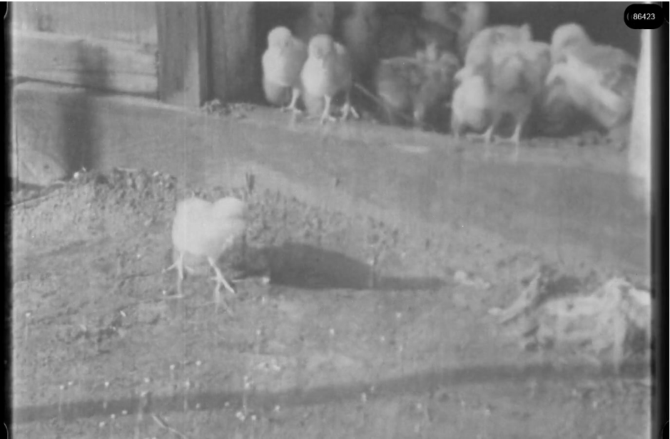 16mm b&w film shot in camp Westerbork in 1944, today known as Westerbork film, public domain