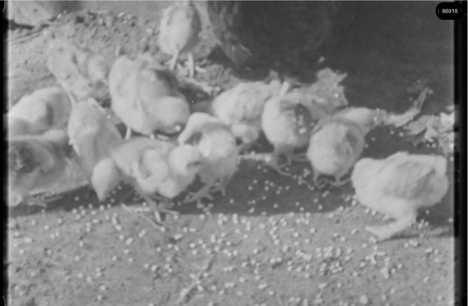 16mm b&w film shot in camp Westerbork in 1944, today known as Westerbork film, public domain