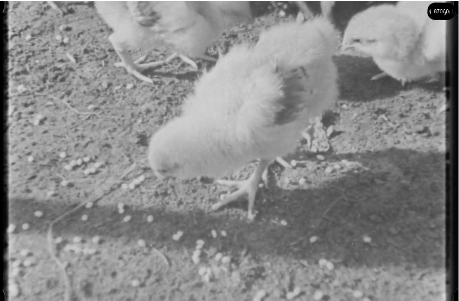 16mm b&w film shot in camp Westerbork in 1944, today known as Westerbork film, public domain