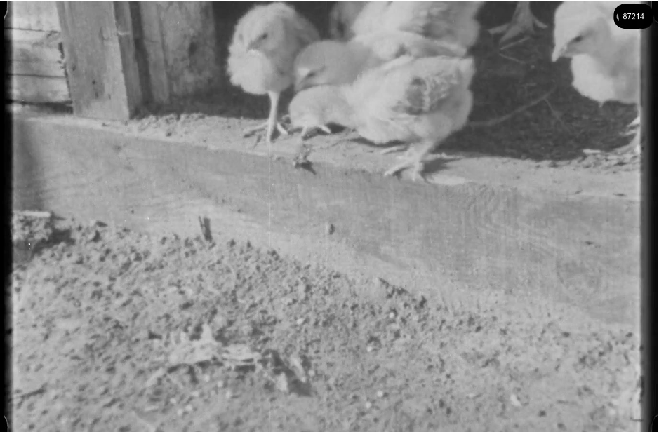 16mm b&w film shot in camp Westerbork in 1944, today known as Westerbork film, public domain