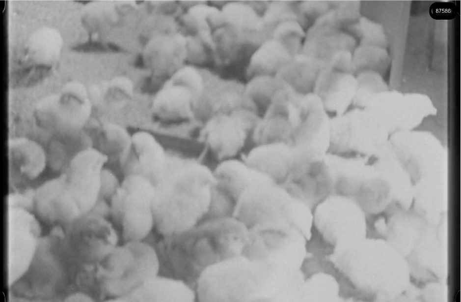 16mm b&w film shot in camp Westerbork in 1944, today known as Westerbork film, public domain