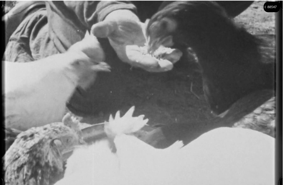 16mm b&w film shot in camp Westerbork in 1944, today known as Westerbork film, public domain