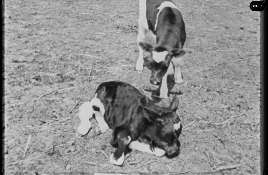 16mm b&w film shot in camp Westerbork in 1944, today known as Westerbork film, public domain