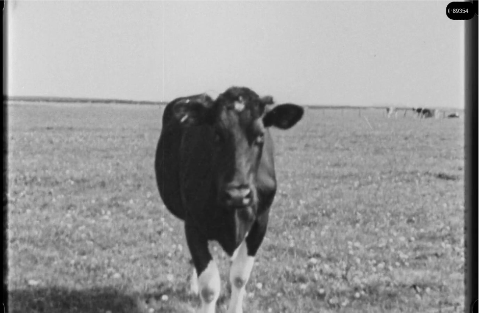 16mm b&w film shot in camp Westerbork in 1944, today known as Westerbork film, public domain