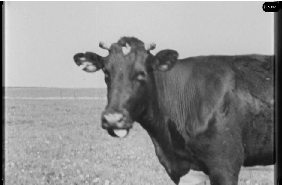 16mm b&w film shot in camp Westerbork in 1944, today known as Westerbork film, public domain