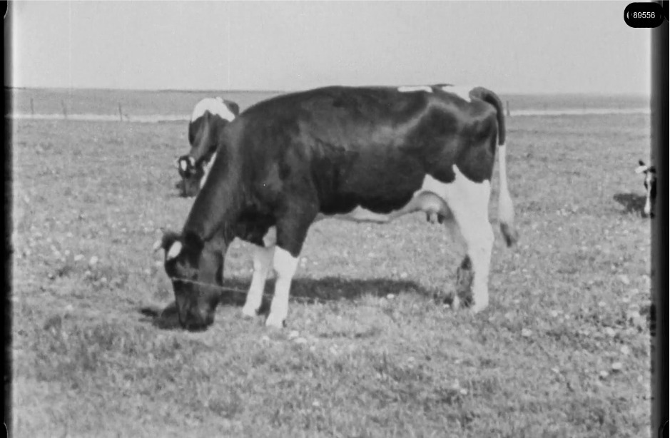 16mm b&w film shot in camp Westerbork in 1944, today known as Westerbork film, public domain