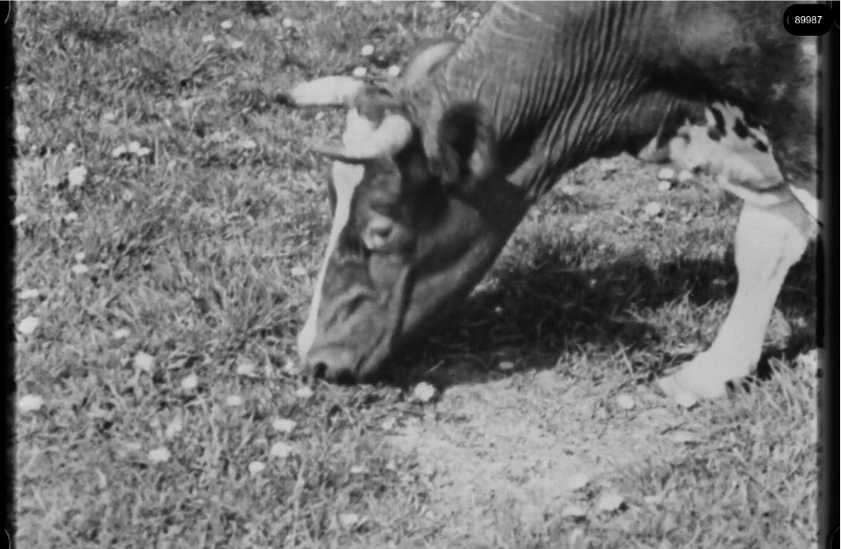 16mm b&w film shot in camp Westerbork in 1944, today known as Westerbork film, public domain
