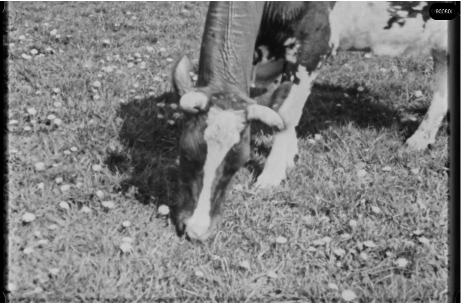 16mm b&w film shot in camp Westerbork in 1944, today known as Westerbork film, public domain
