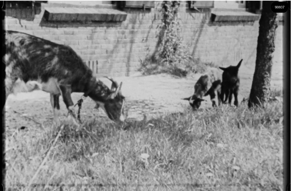 16mm b&w film shot in camp Westerbork in 1944, today known as Westerbork film, public domain