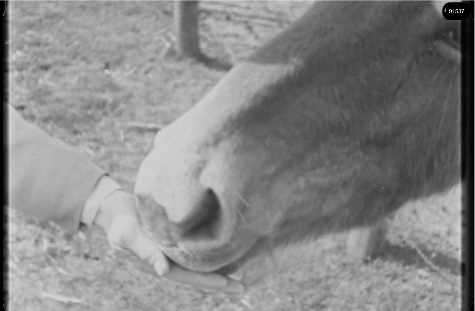 16mm b&w film shot in camp Westerbork in 1944, today known as Westerbork film, public domain