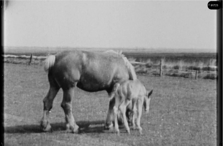 16mm b&w film shot in camp Westerbork in 1944, today known as Westerbork film, public domain