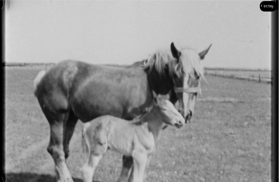 16mm b&w film shot in camp Westerbork in 1944, today known as Westerbork film, public domain