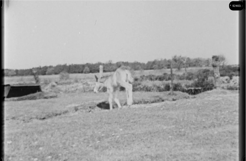 16mm b&w film shot in camp Westerbork in 1944, today known as Westerbork film, public domain