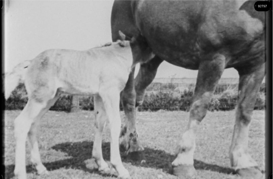 16mm b&w film shot in camp Westerbork in 1944, today known as Westerbork film, public domain