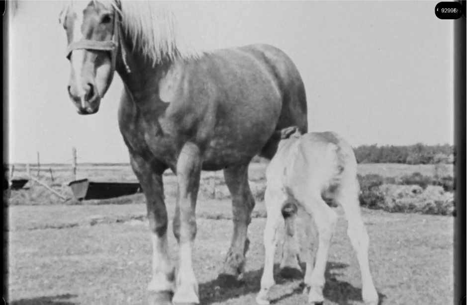 16mm b&w film shot in camp Westerbork in 1944, today known as Westerbork film, public domain
