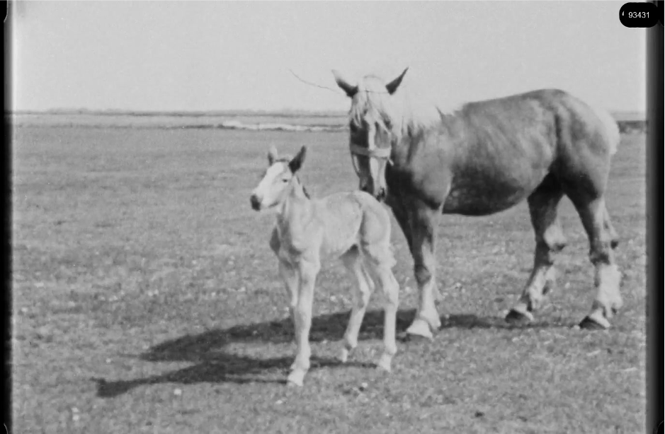 16mm b&w film shot in camp Westerbork in 1944, today known as Westerbork film, public domain