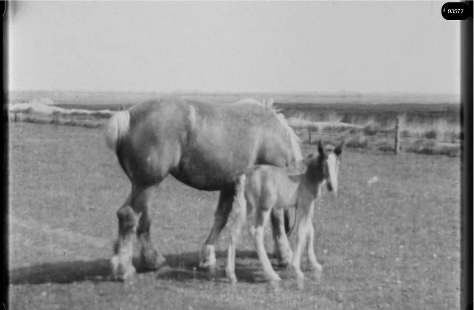 16mm b&w film shot in camp Westerbork in 1944, today known as Westerbork film, public domain