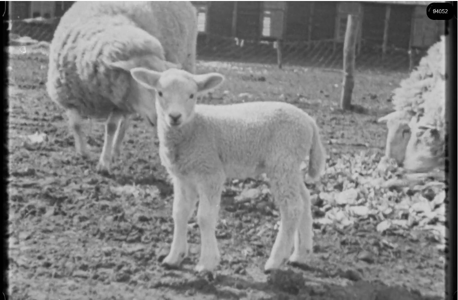 16mm b&w film shot in camp Westerbork in 1944, today known as Westerbork film, public domain
