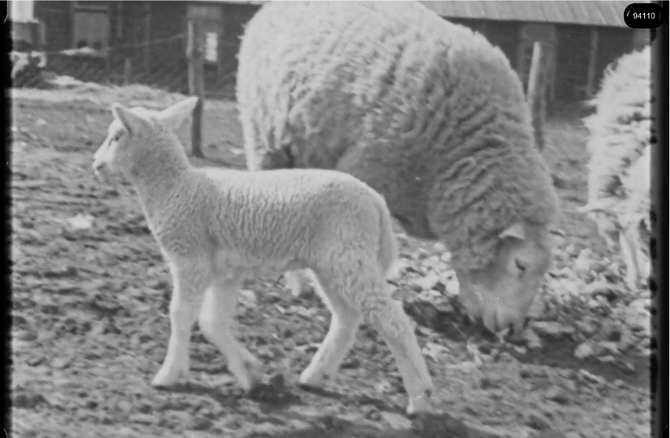 16mm b&w film shot in camp Westerbork in 1944, today known as Westerbork film, public domain