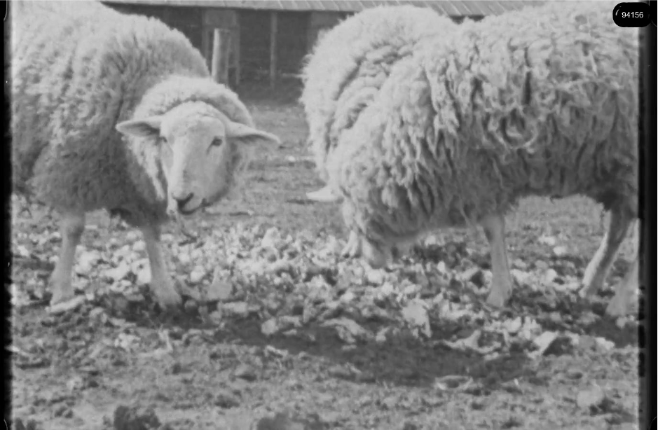16mm b&w film shot in camp Westerbork in 1944, today known as Westerbork film, public domain