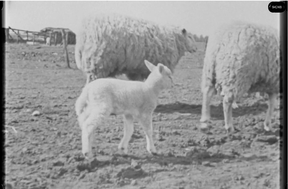 16mm b&w film shot in camp Westerbork in 1944, today known as Westerbork film, public domain
