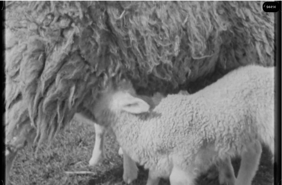 16mm b&w film shot in camp Westerbork in 1944, today known as Westerbork film, public domain