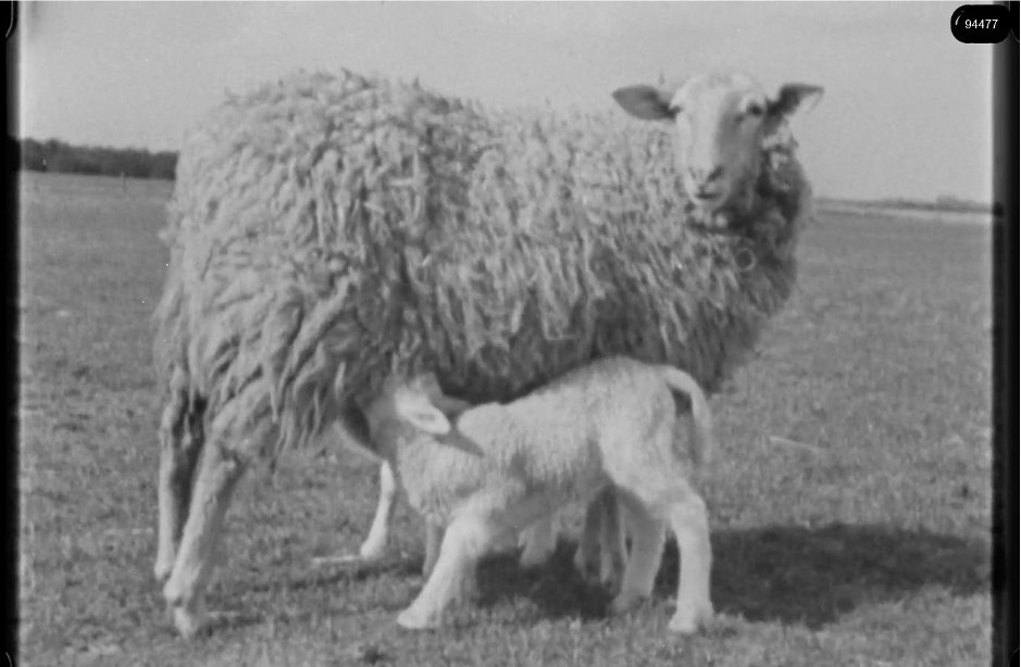 16mm b&w film shot in camp Westerbork in 1944, today known as Westerbork film, public domain