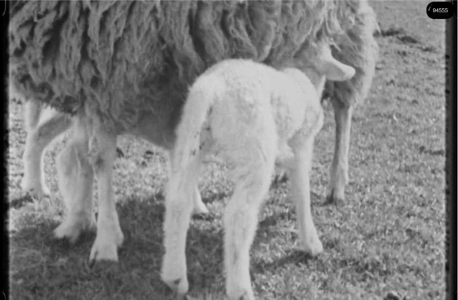 16mm b&w film shot in camp Westerbork in 1944, today known as Westerbork film, public domain