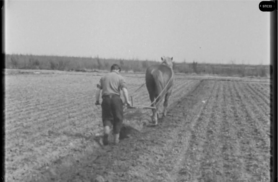 16mm b&w film shot in camp Westerbork in 1944, today known as Westerbork film, public domain