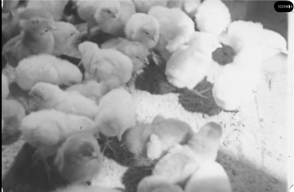 16mm b&w film shot in camp Westerbork in 1944, today known as Westerbork film, public domain