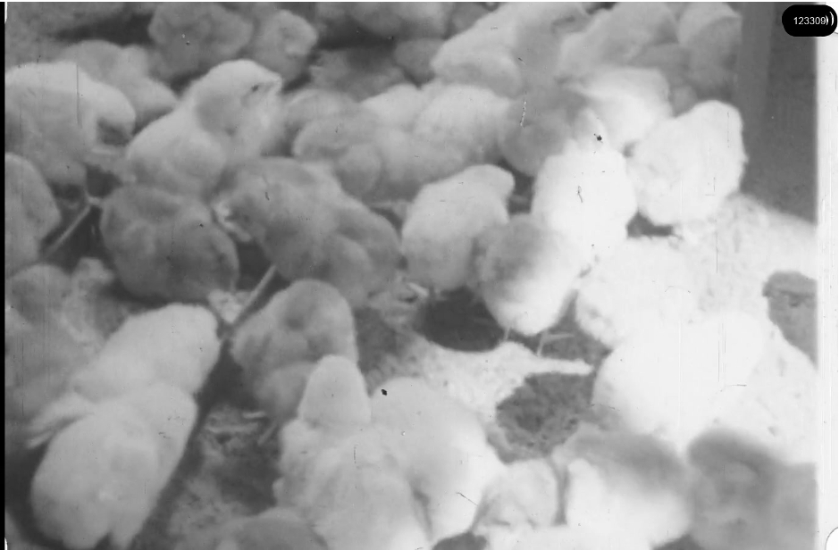 16mm b&w film shot in camp Westerbork in 1944, today known as Westerbork film, public domain