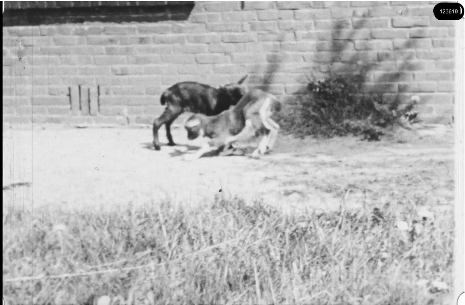 16mm b&w film shot in camp Westerbork in 1944, today known as Westerbork film, public domain