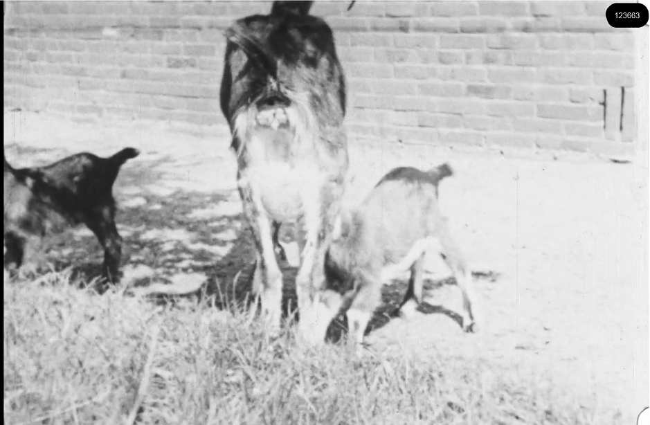16mm b&w film shot in camp Westerbork in 1944, today known as Westerbork film, public domain