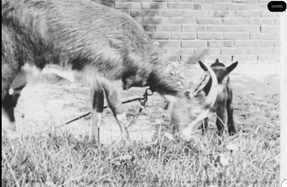 16mm b&w film shot in camp Westerbork in 1944, today known as Westerbork film, public domain