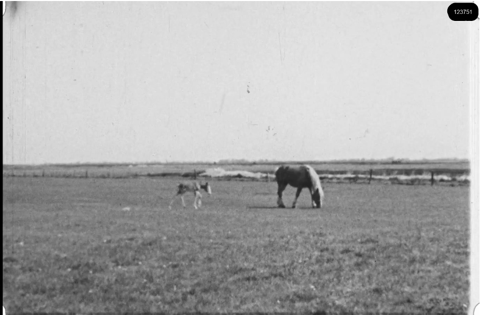 16mm b&w film shot in camp Westerbork in 1944, today known as Westerbork film, public domain
