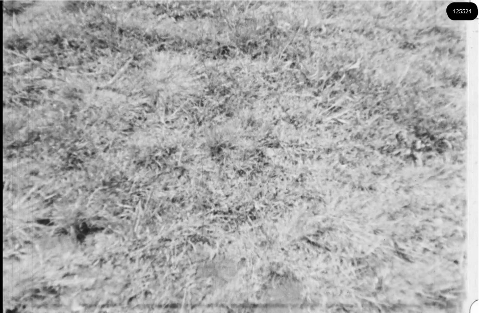 16mm b&w film shot in camp Westerbork in 1944, today known as Westerbork film, public domain